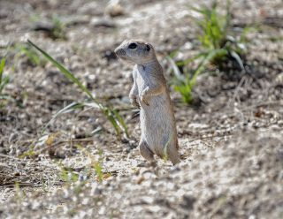Round-tailed Ground Squirrel 3