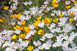 California Poppies Golden and white form