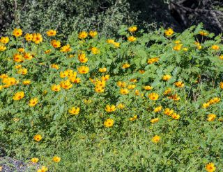 Orange Caltrop - Arizona Poppy 