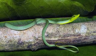 Green Vine Snake-Peru