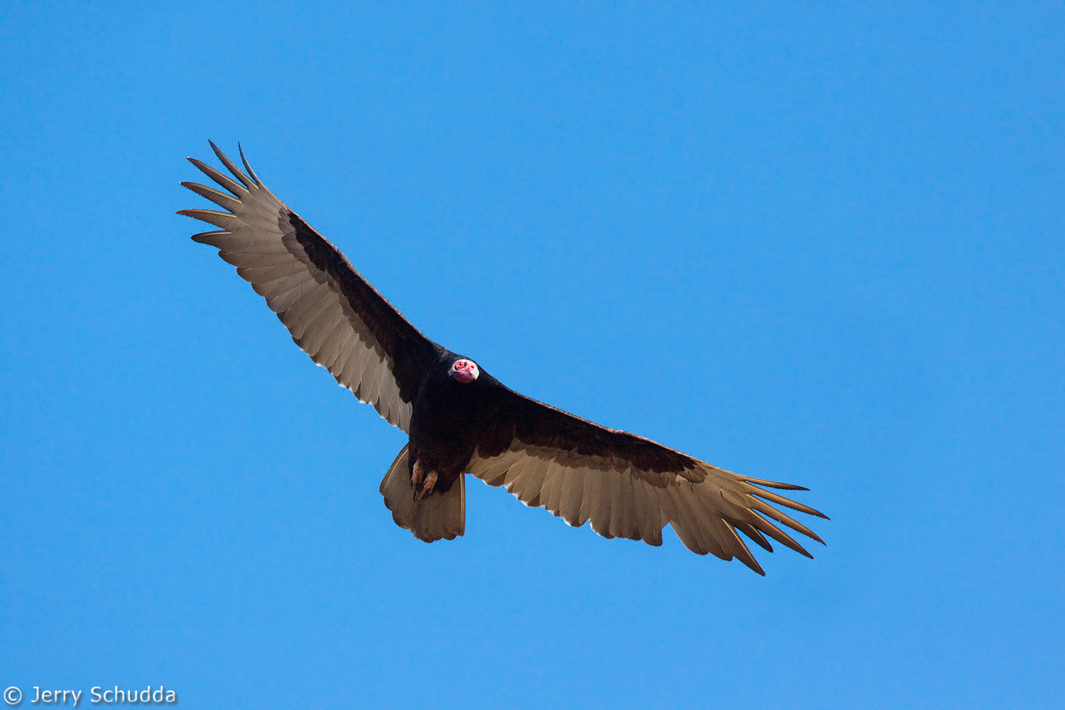 Turkey Vulture 4          