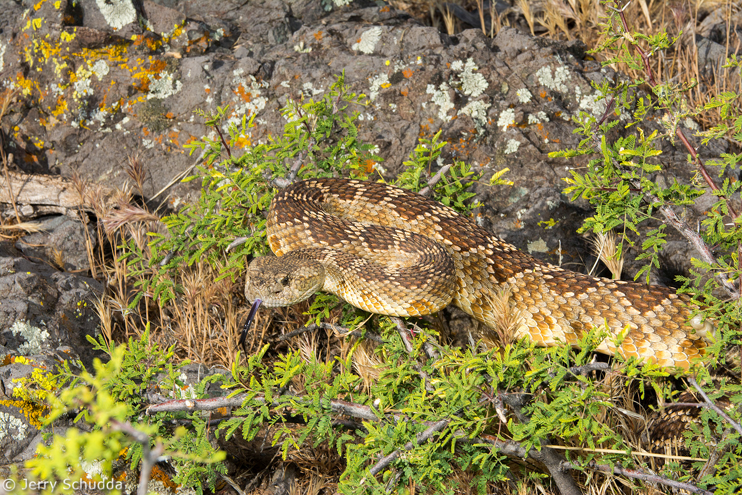 Western Rattlesnake           