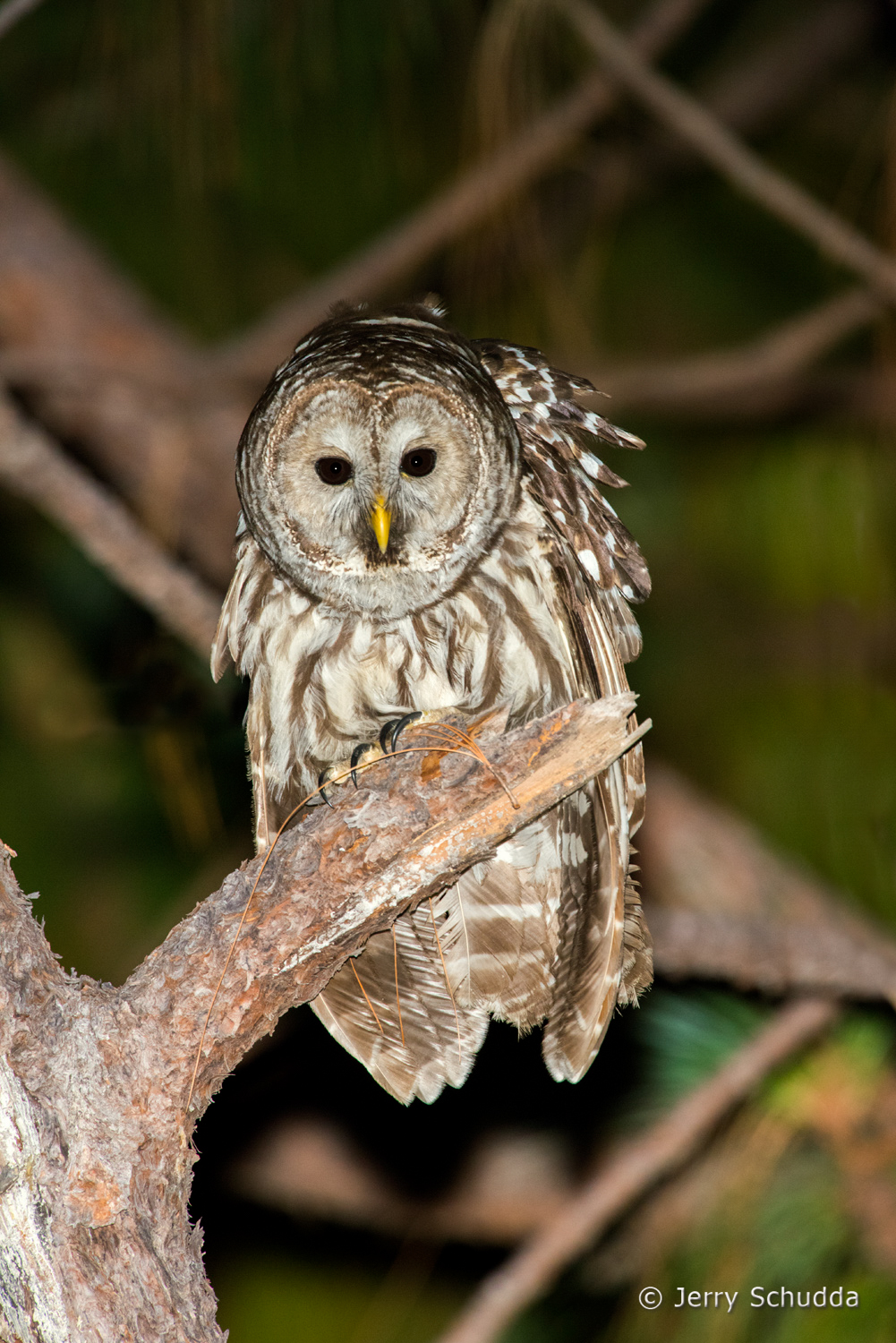 Cinereous Owl