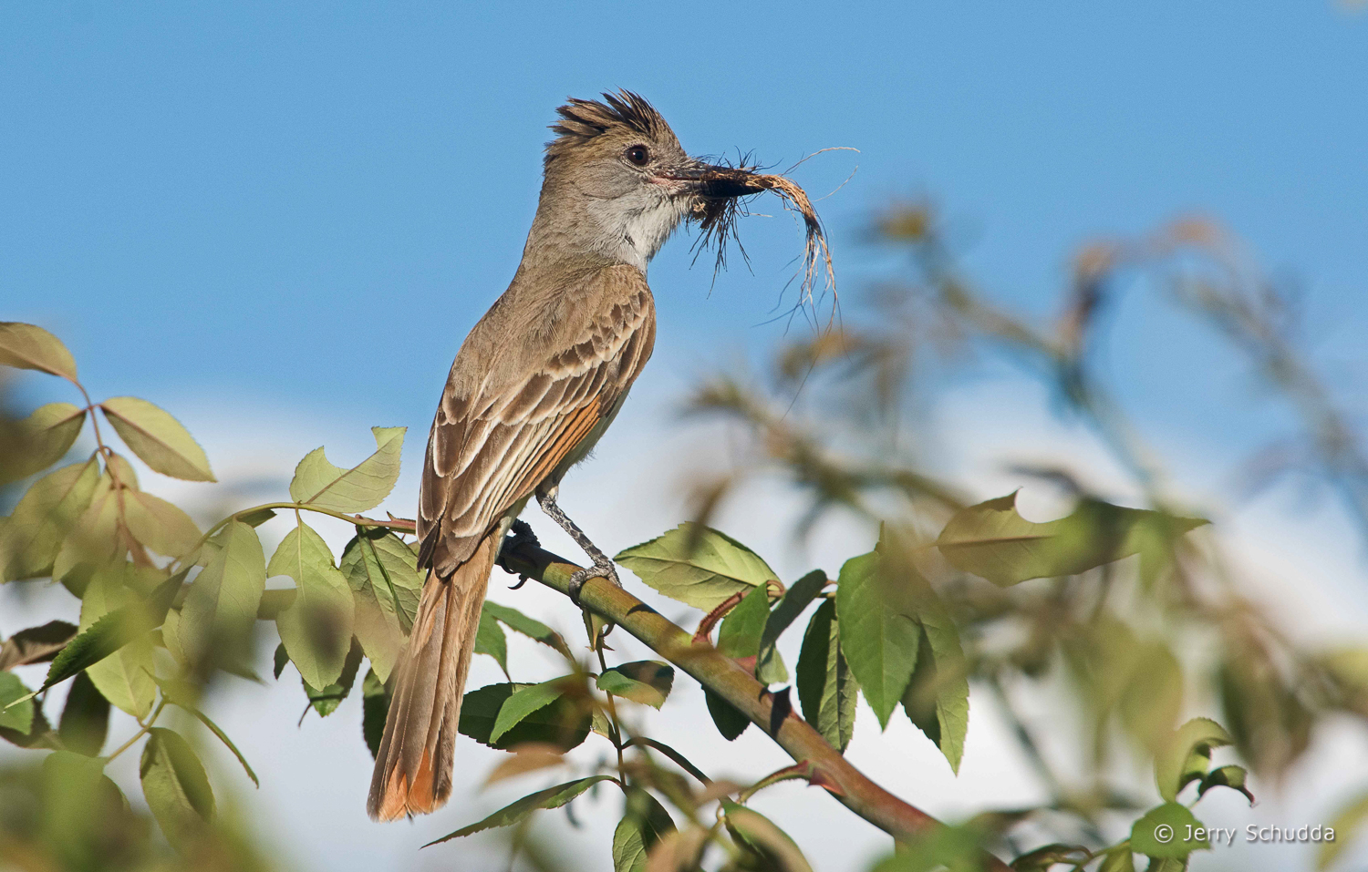 Ash-throated Flycatcher 3          