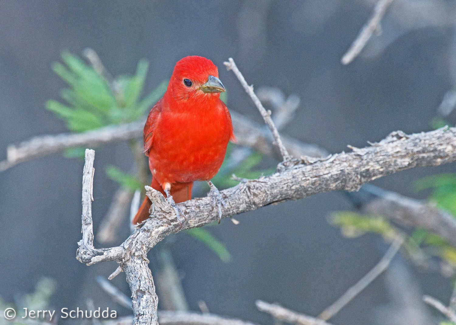 Summer Tanager 1          