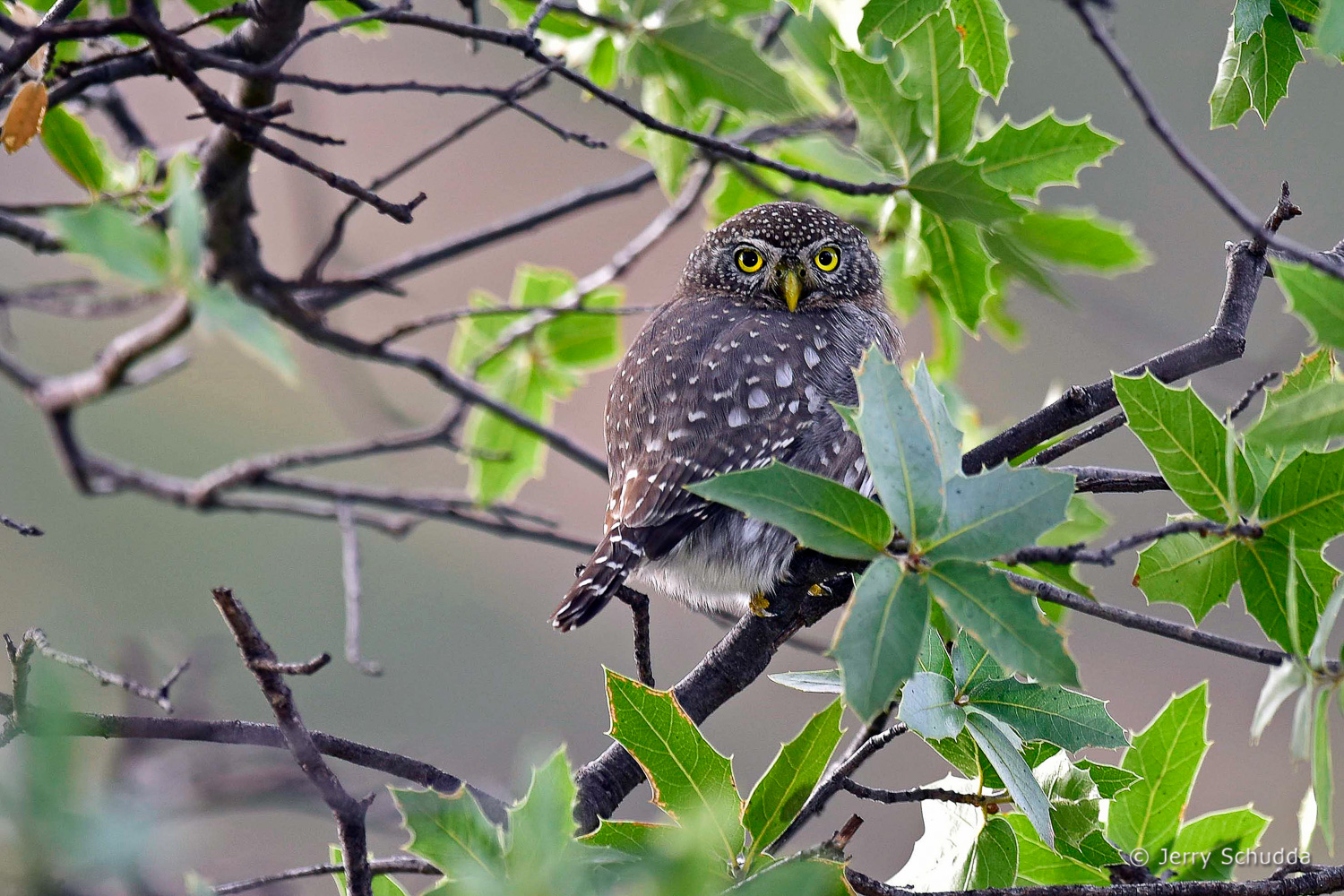 Northern Pygmy Owl 1         