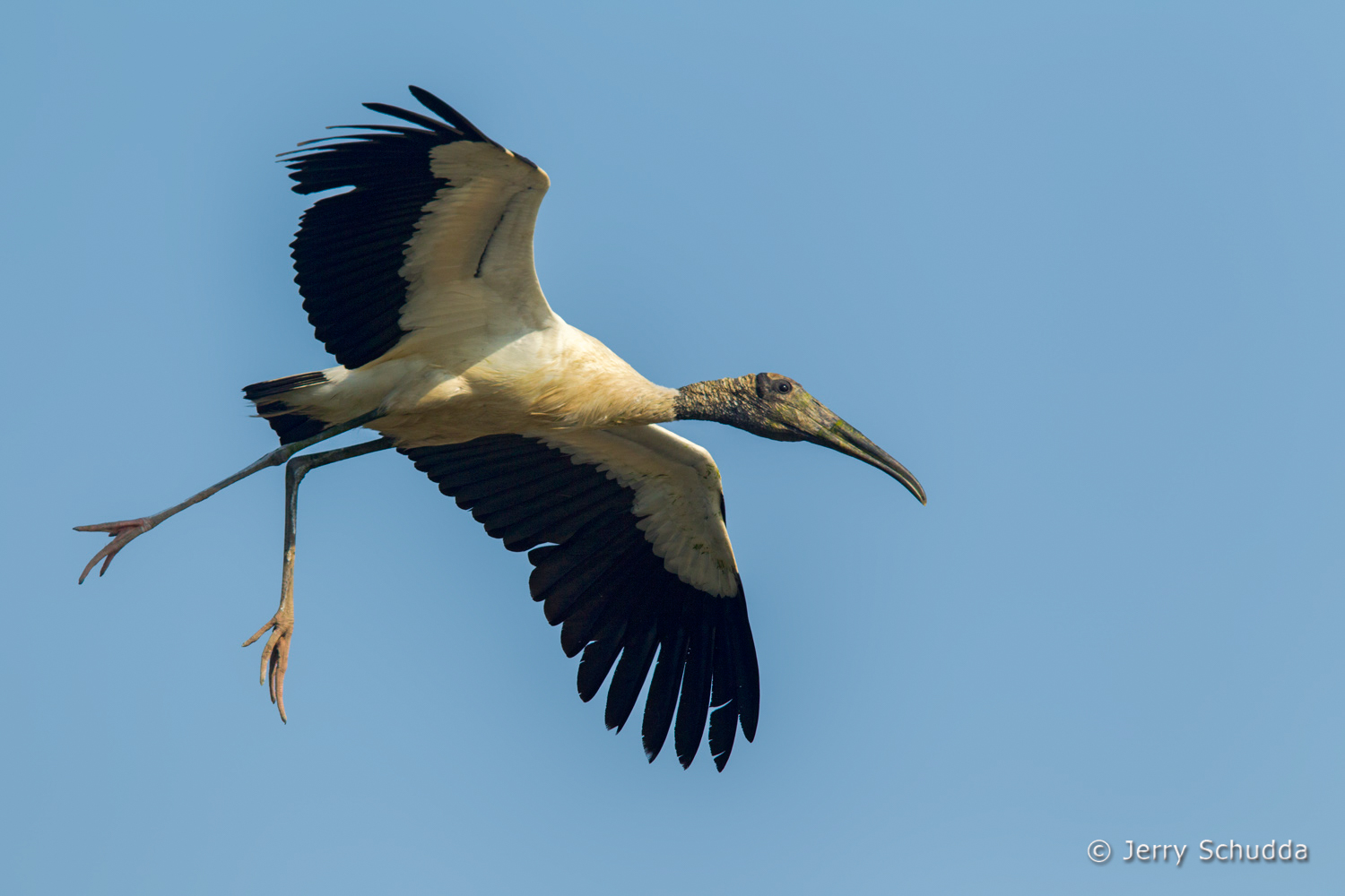 Wood Stork 3          