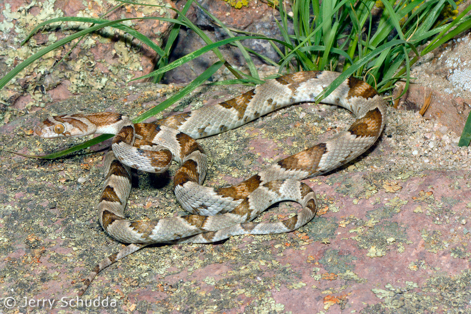 Lyre Snake           