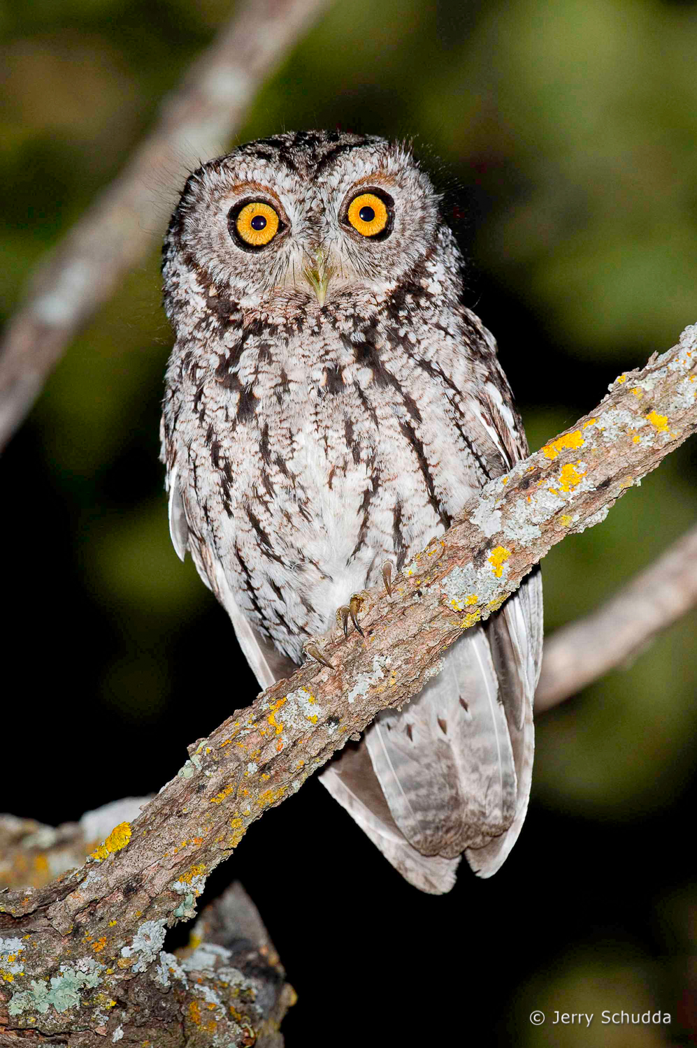 Whiskered Screech Owl          