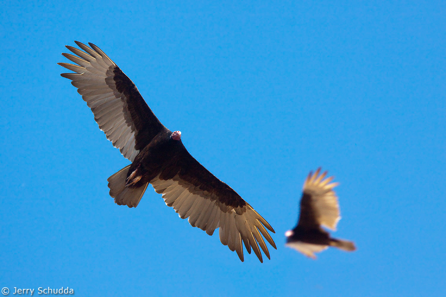 Turkey Vulture 1          