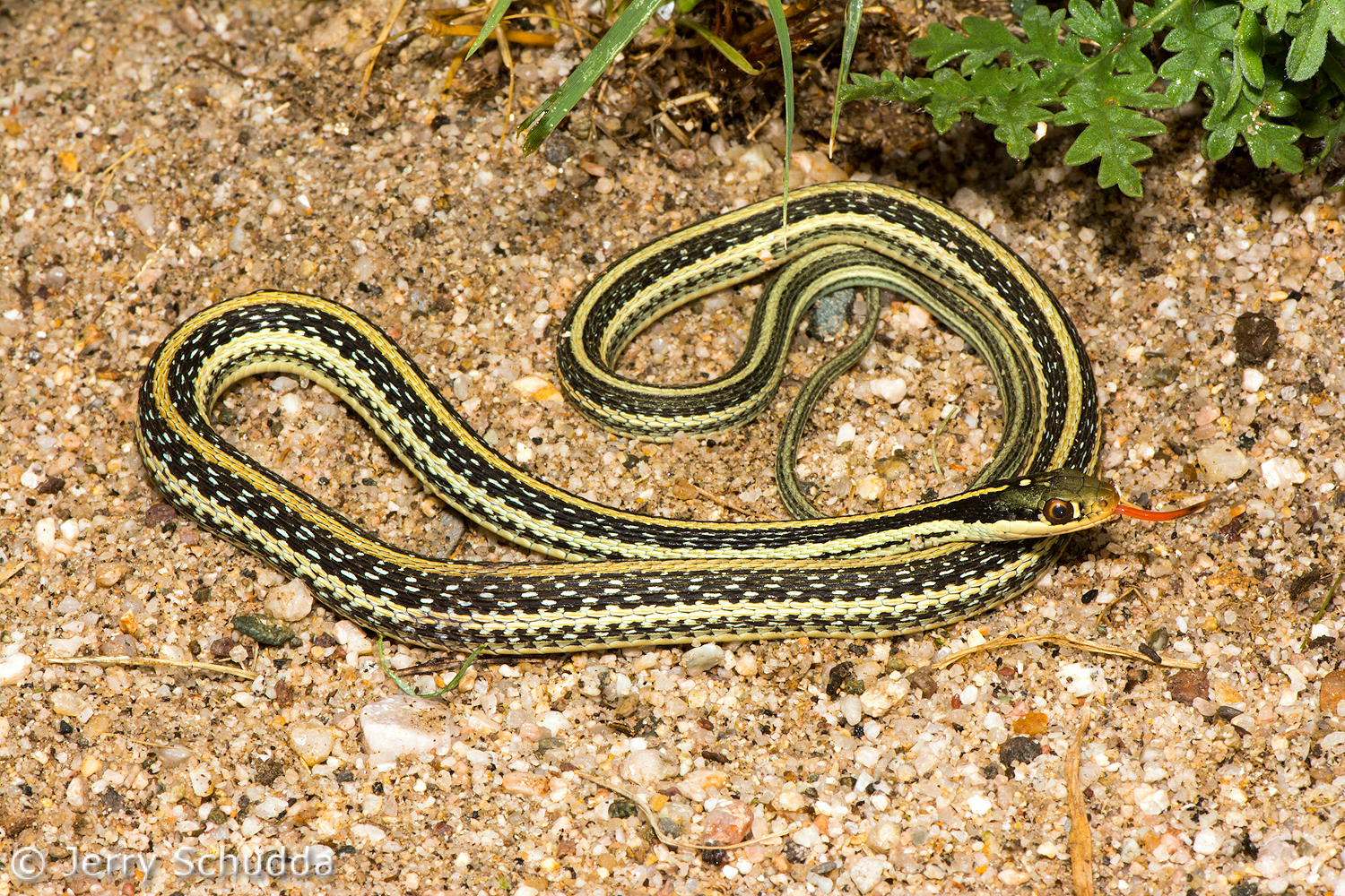 Western Ribbon Snake          