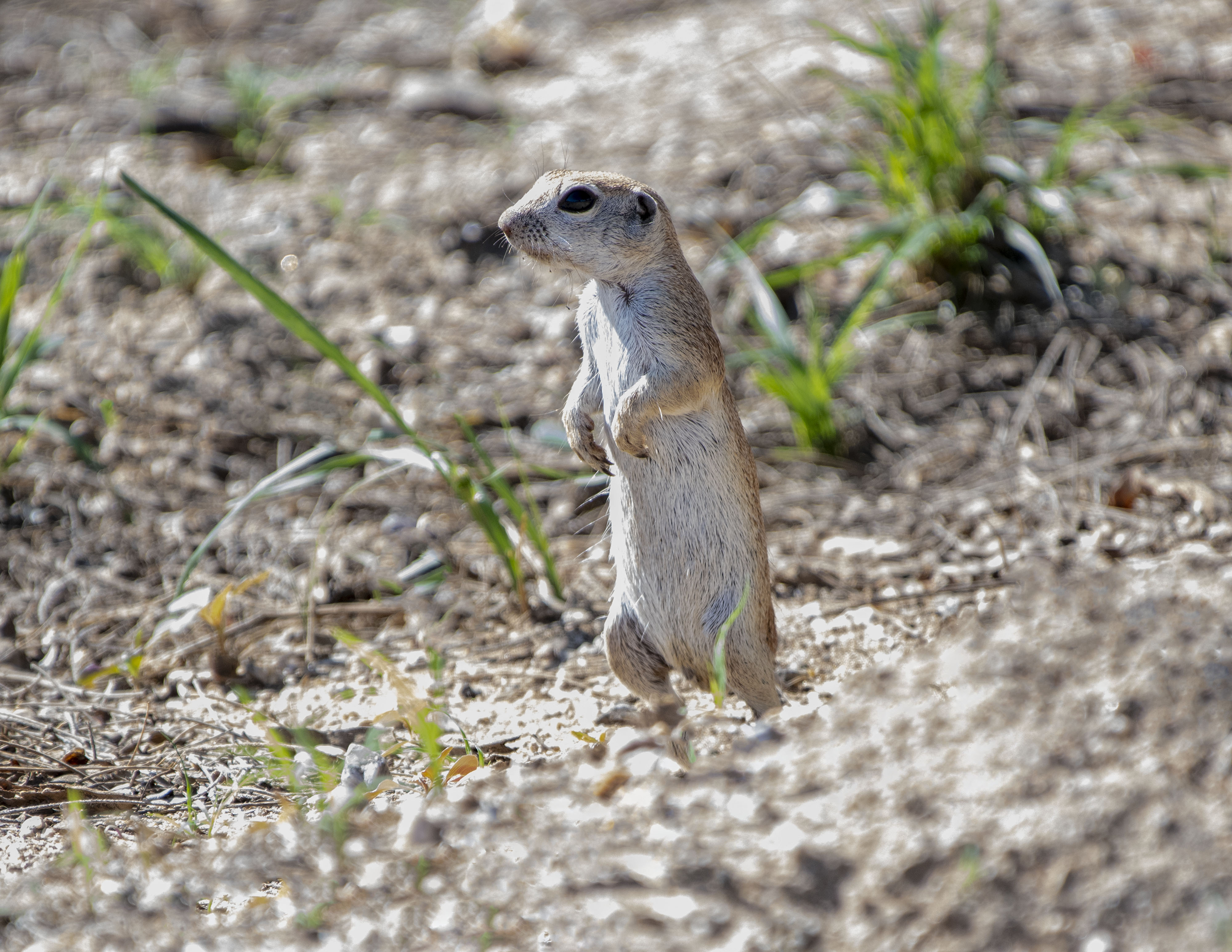 Round-tailed Ground Squirrel 3         