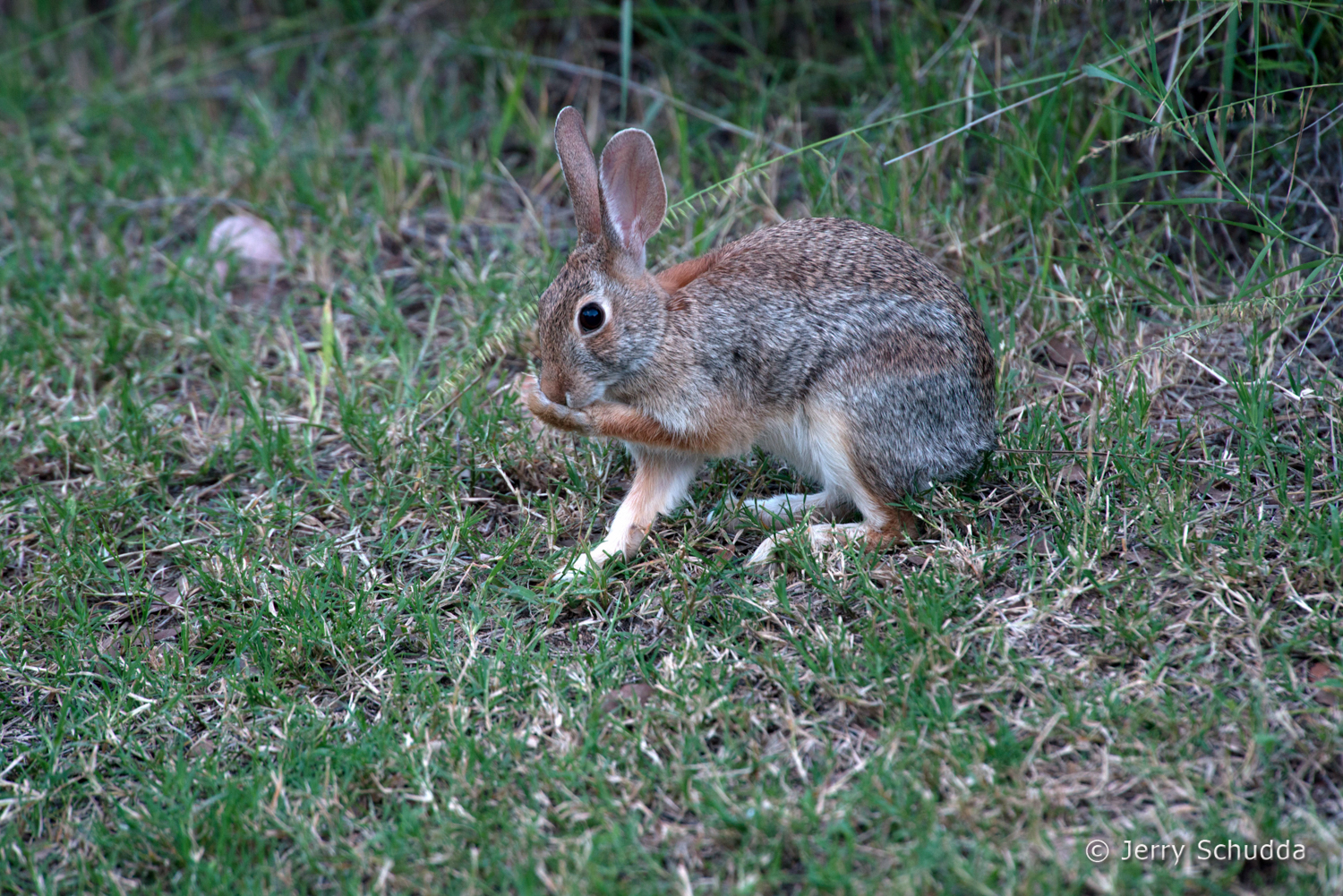 Cotton Tail Rabbit          
