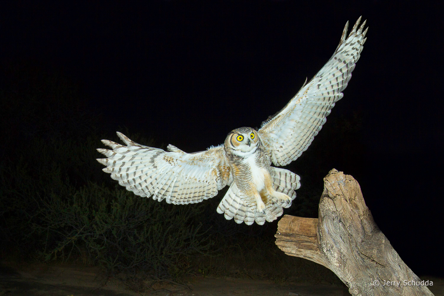 Great Horned Owl 19         