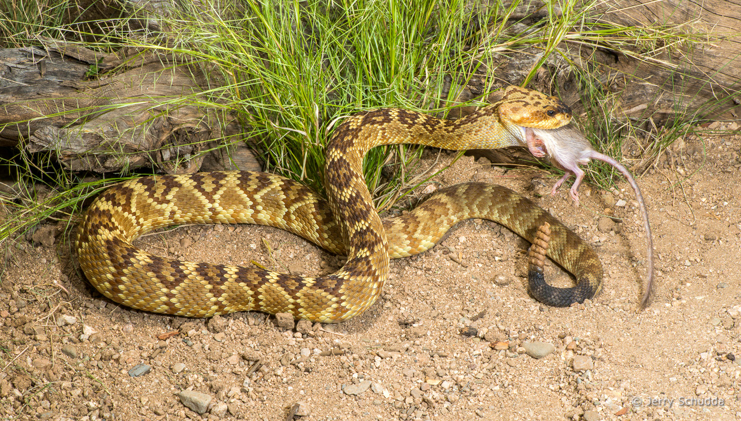 Black-tailed Rattlesnake 07          