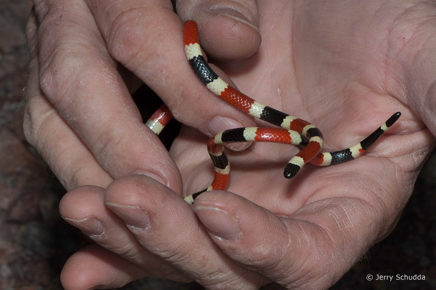 Sonoran Coralsnake in photographers hands for comparison 4     