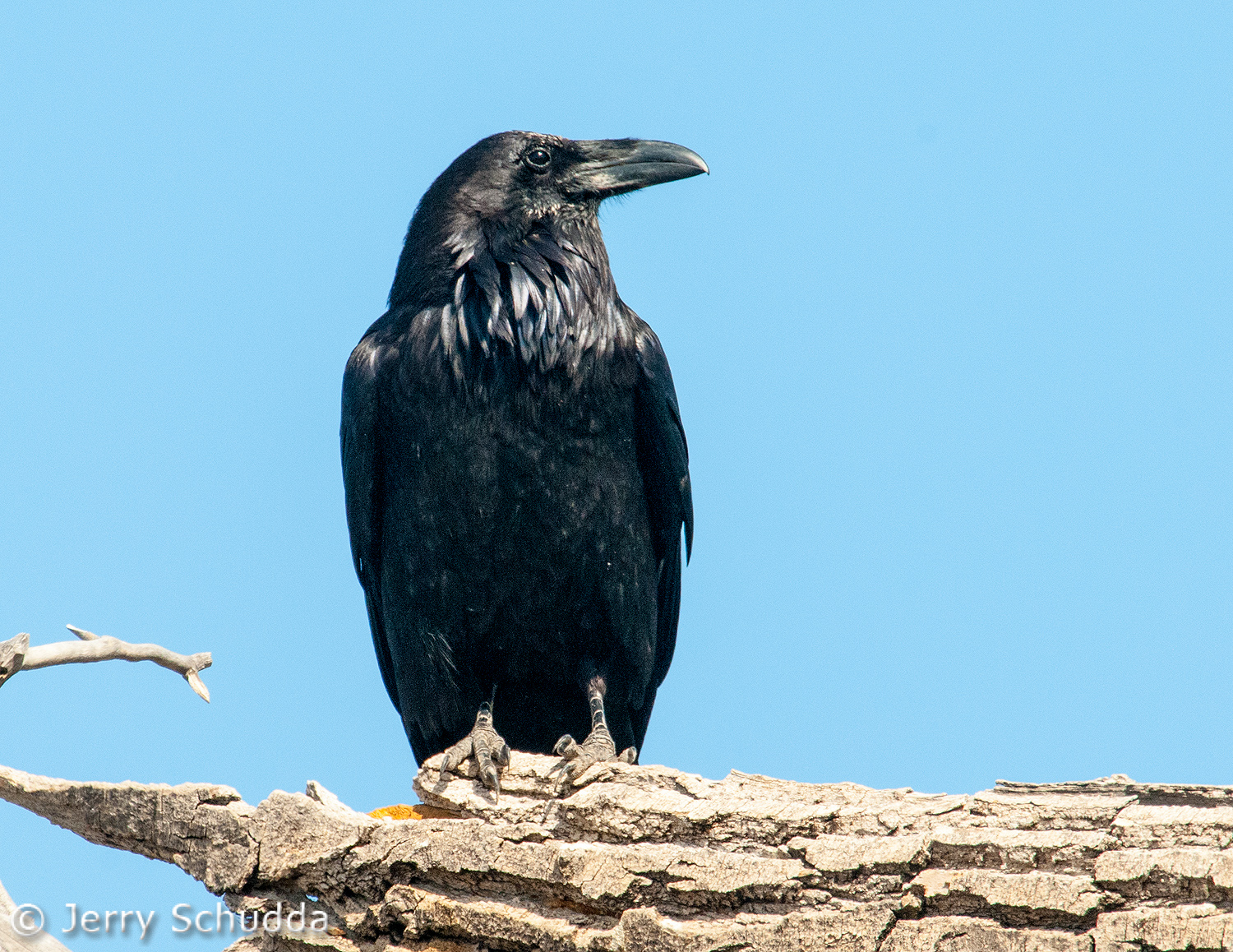 Common Raven 1          