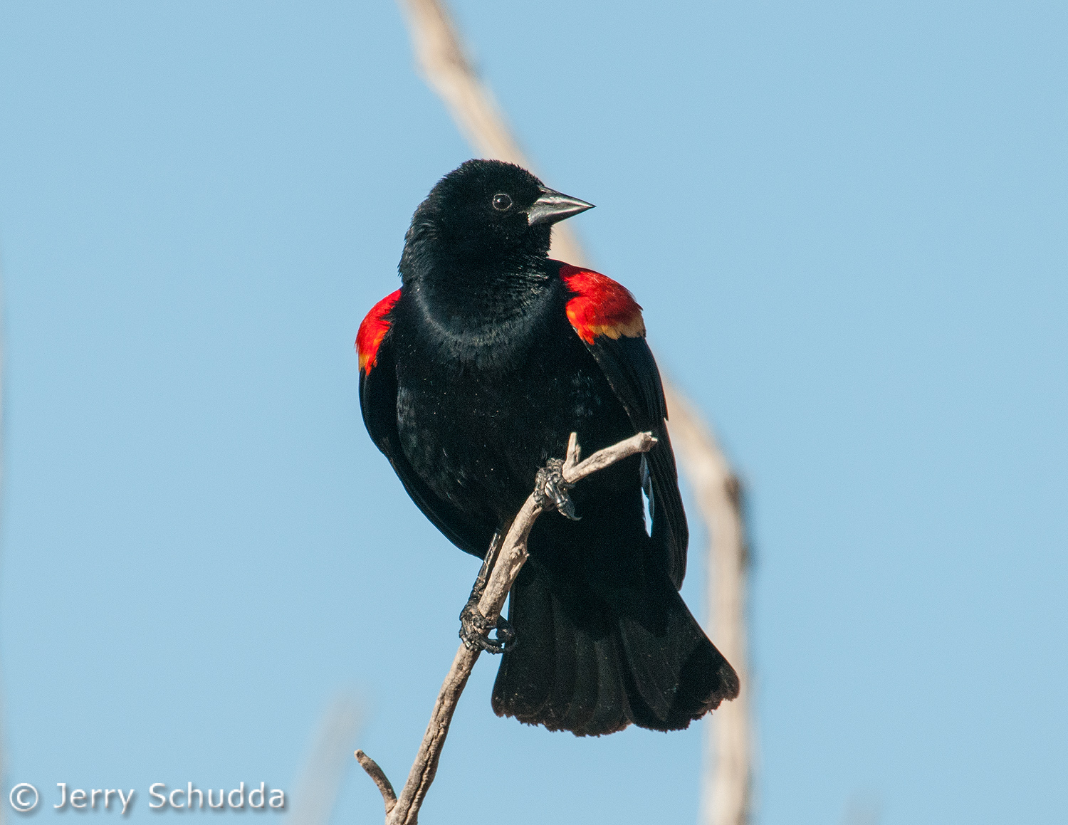 Red-winged Blackbird           