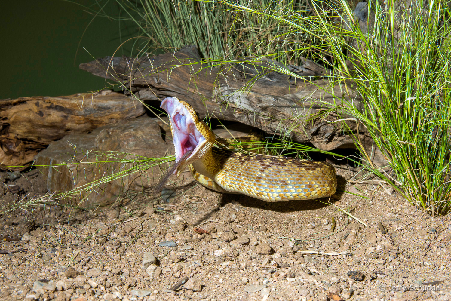 Black-tailed Rattlesnake 13          