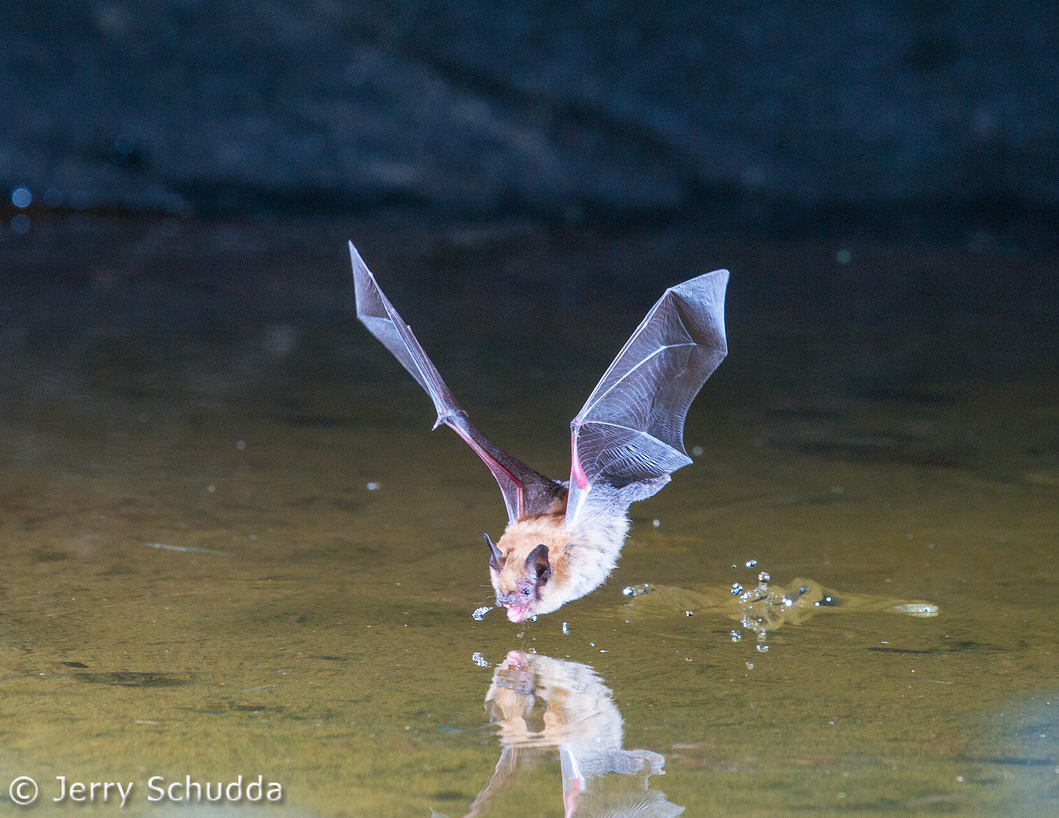 Myotis Bat           
