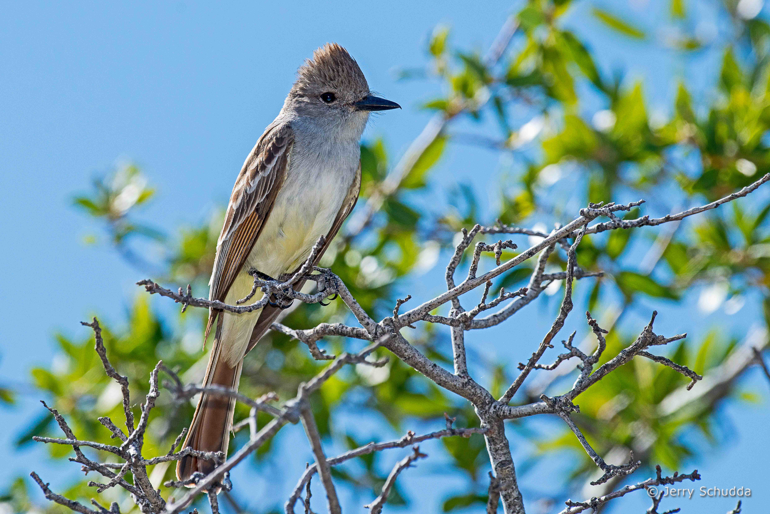 Ash-throated Flycatcher           