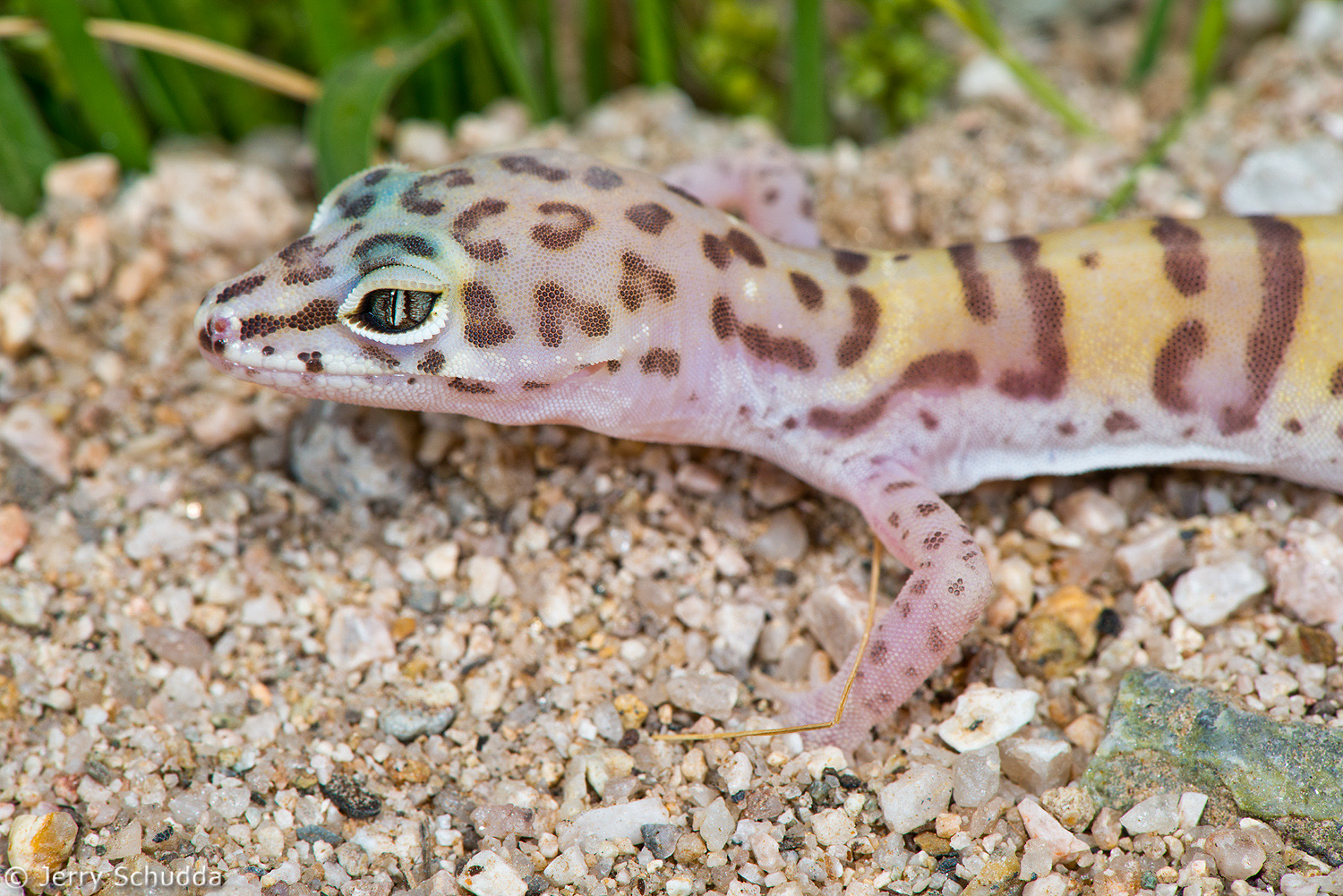 Western Banded Gecko          