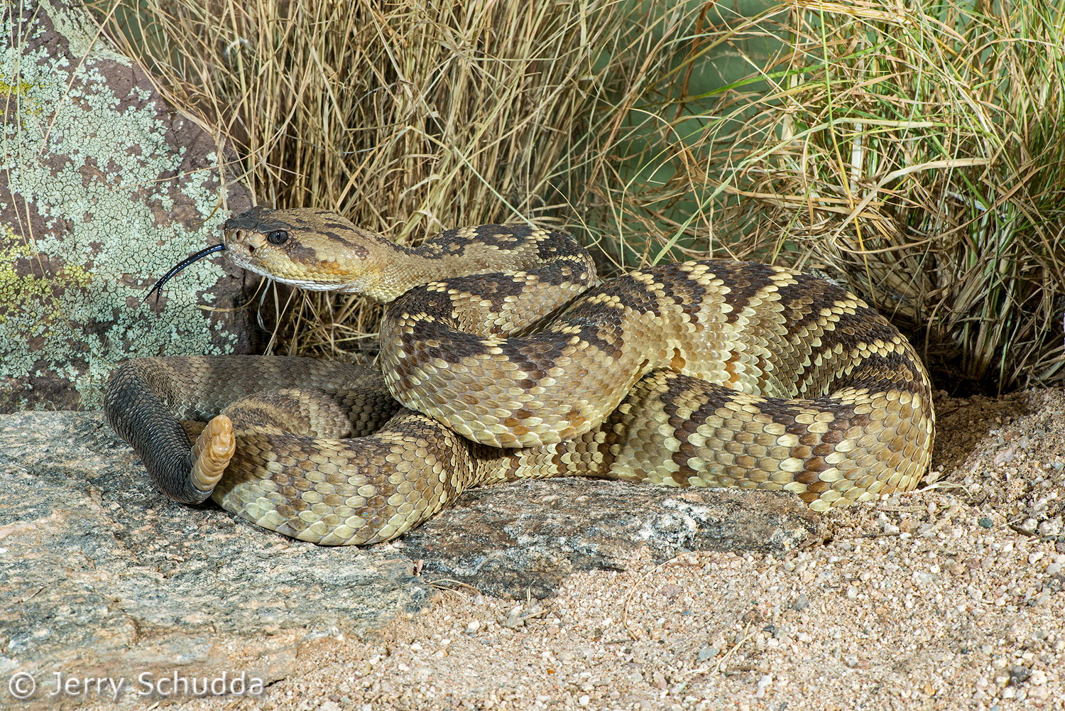 Black-tailed Rattlesnake 003          