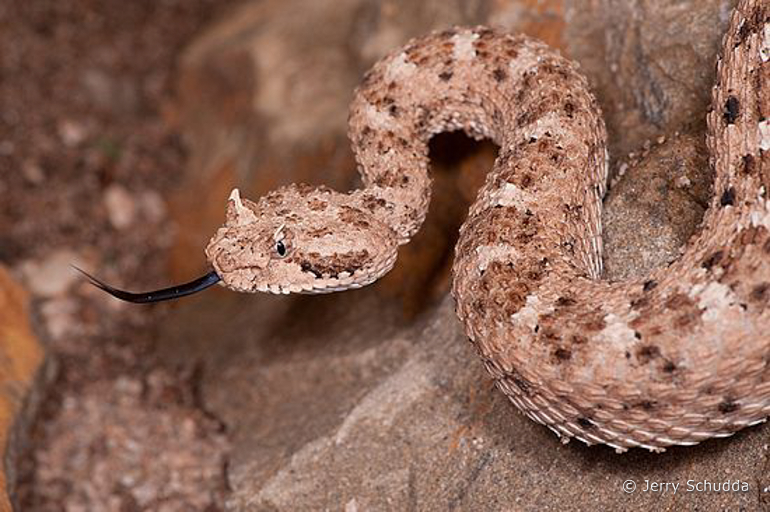 Sidewinder Rattlesnake - venomous Avra Valley AZ      