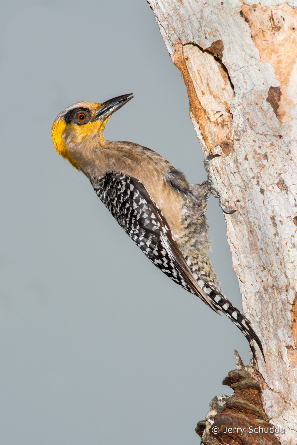 Golden-cheeked Woodpecker           