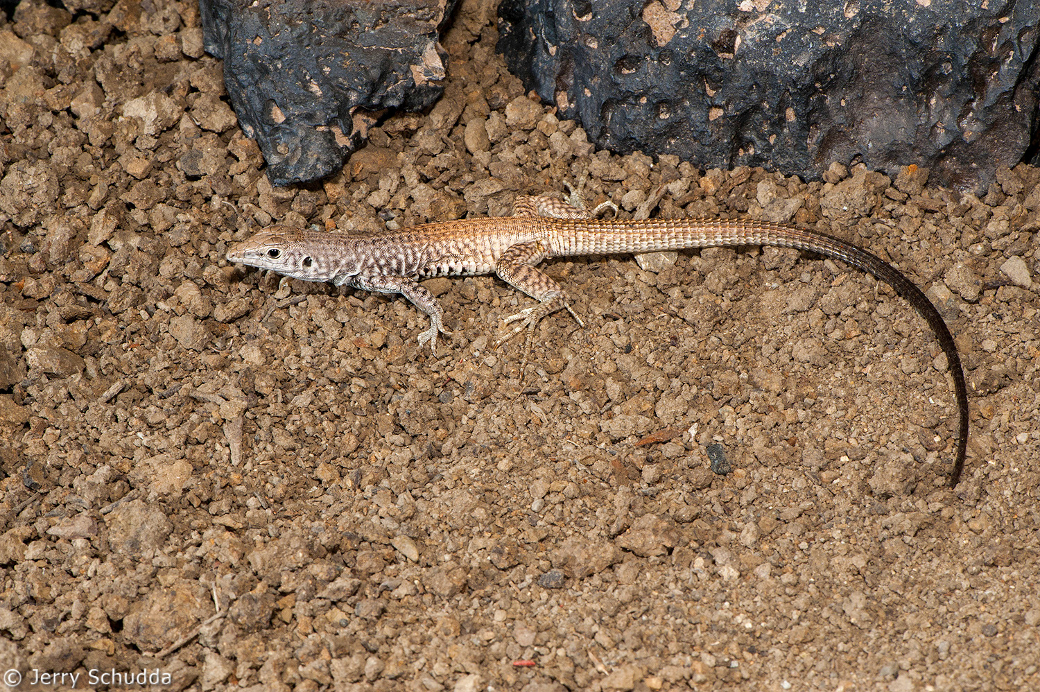 Western Whiptail 2          