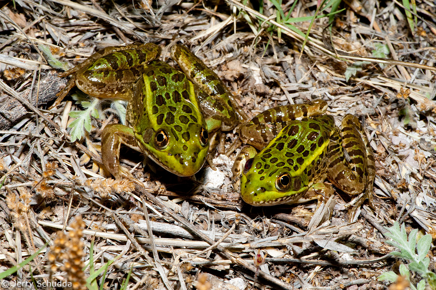 Chiricahua Leopard Frogs 2         