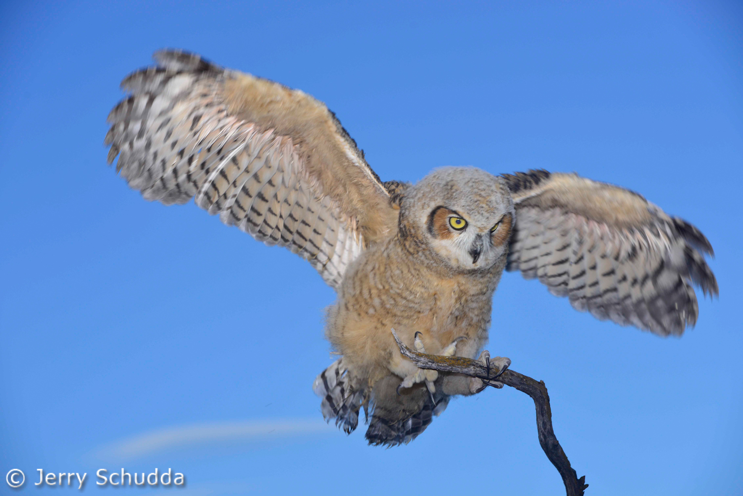 Great Horned Owl 5         