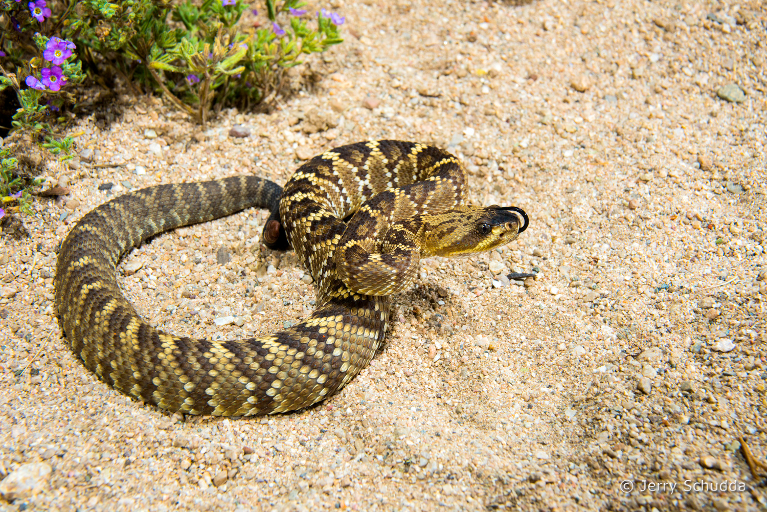 Black-tailed Rattlesnake 14          