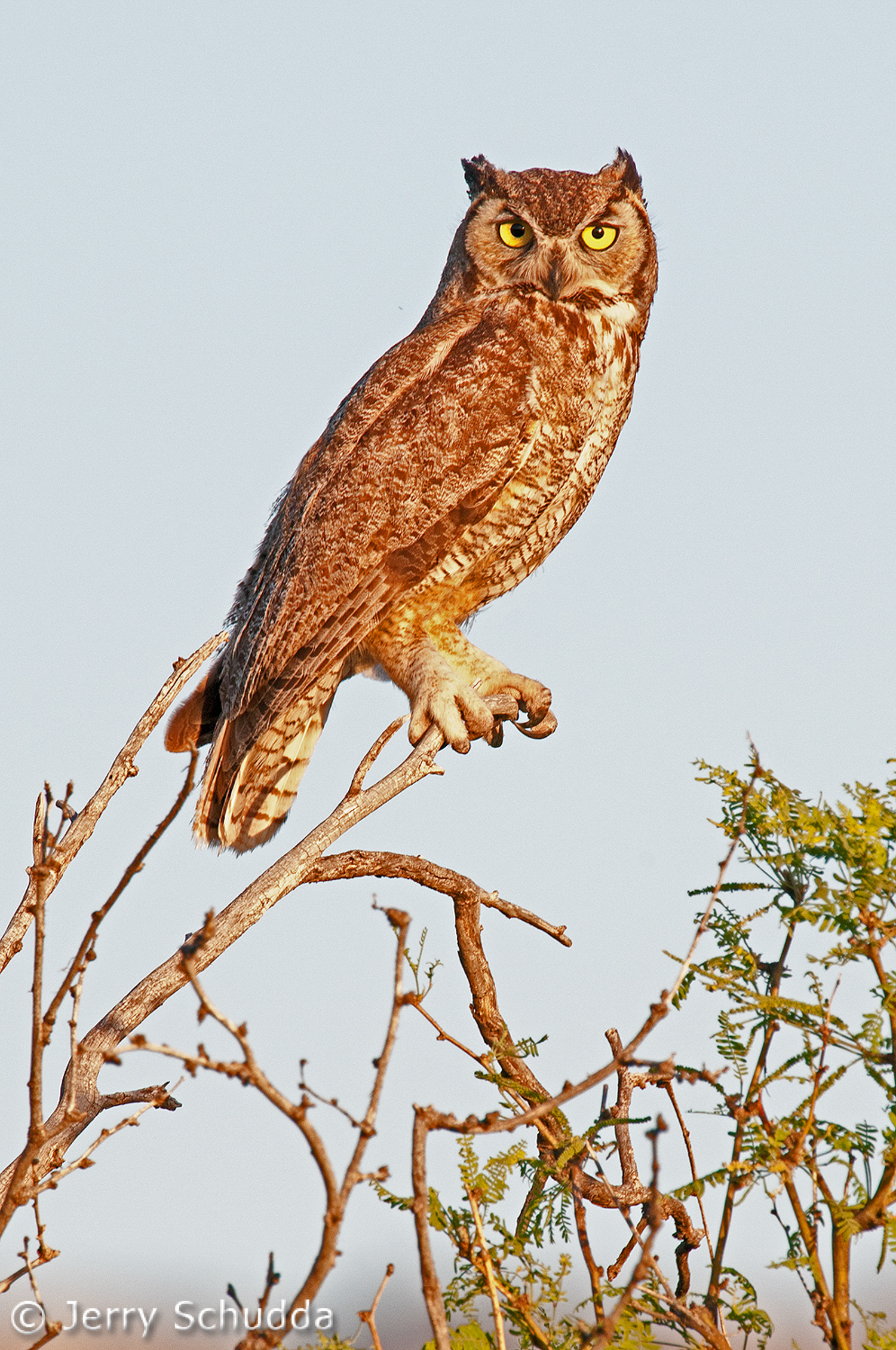 Great Horned Owl          