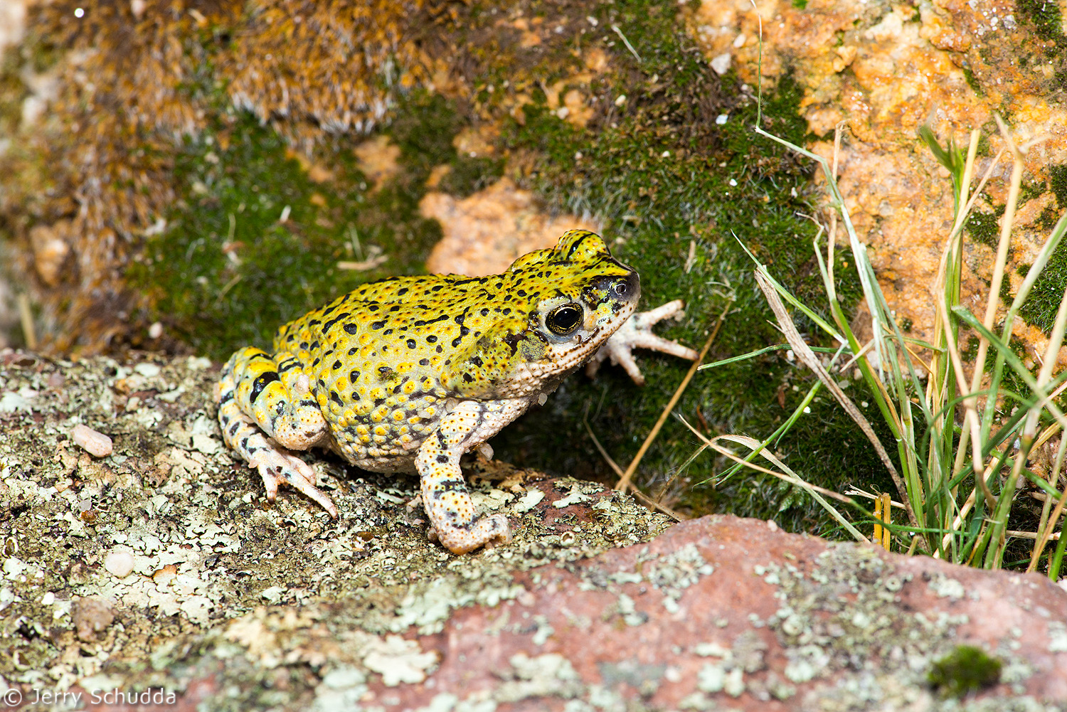 Green Toad           