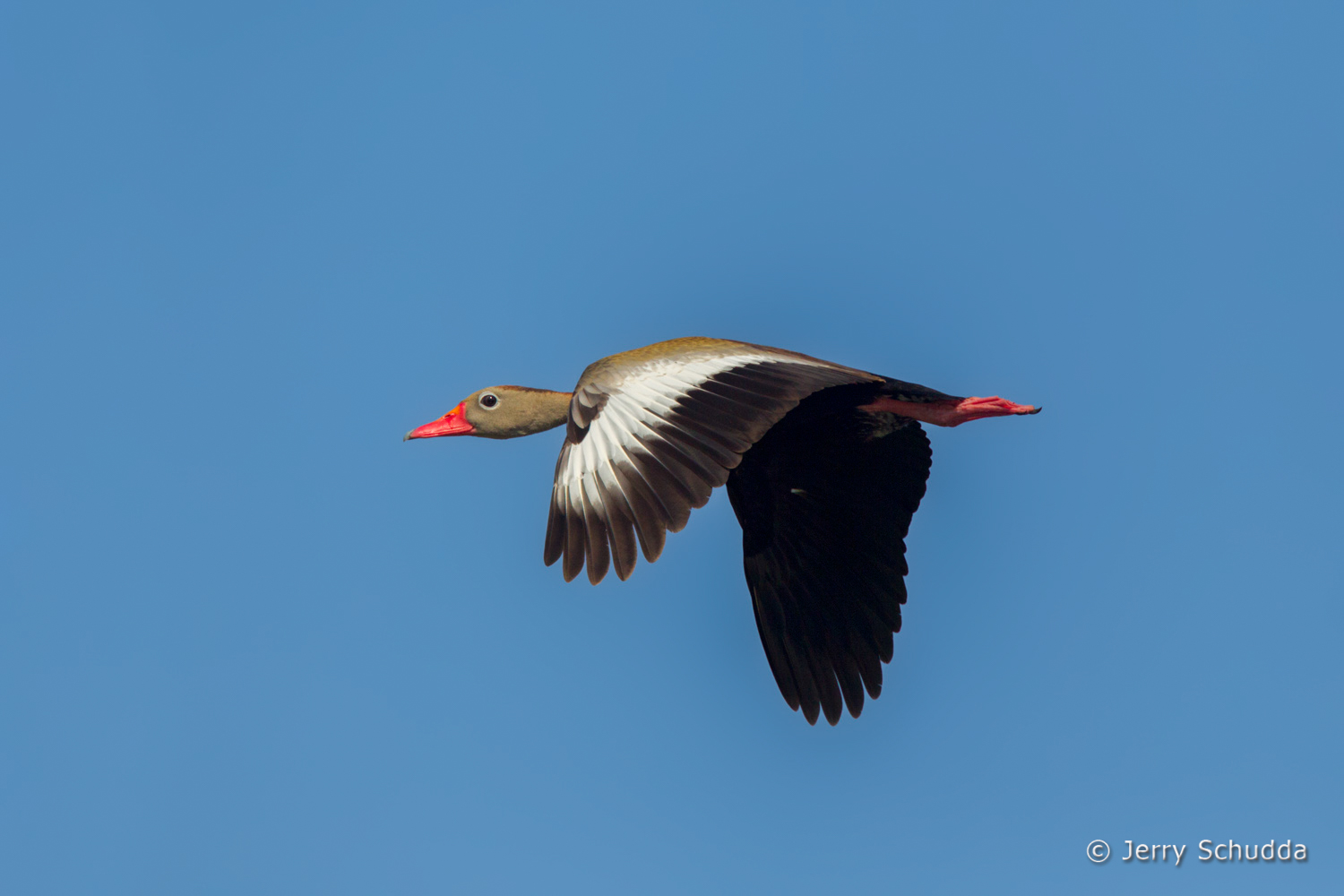 Black-bellied Whistling-Duck  2         