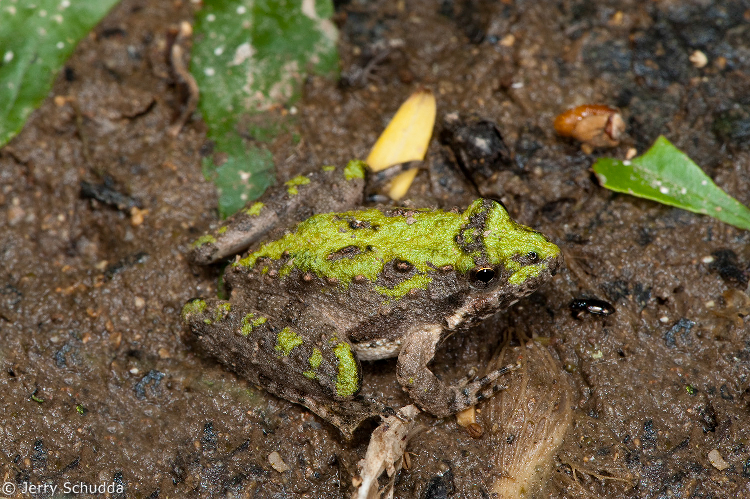 Northern Cricket Frog          