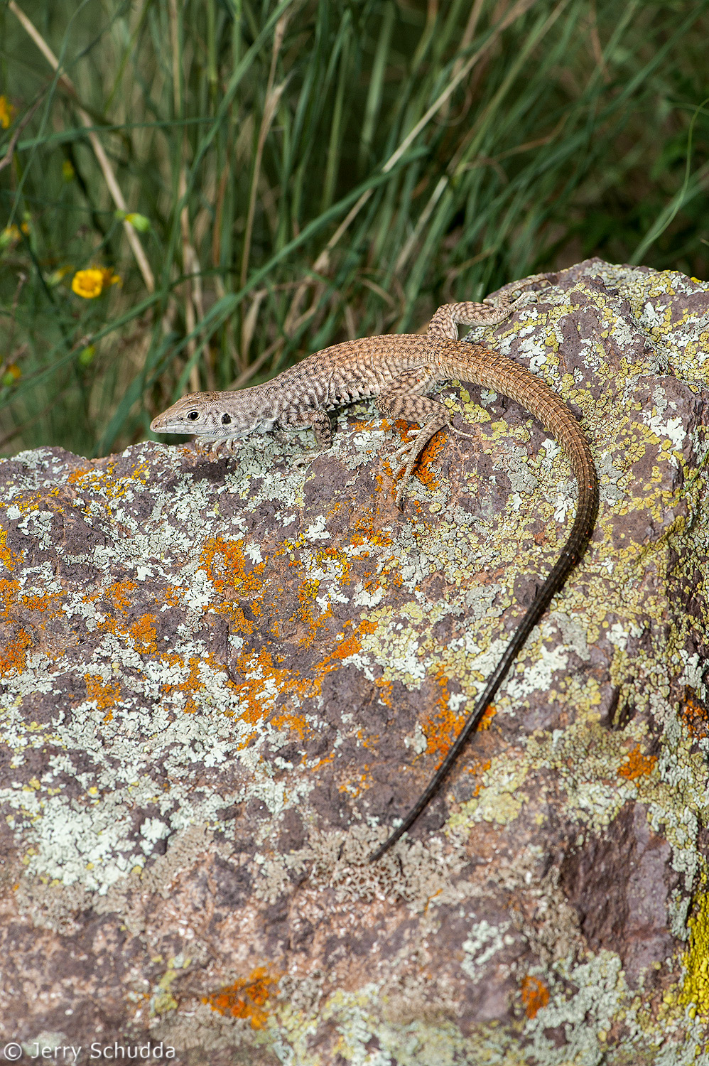 Western Whiptail 1          