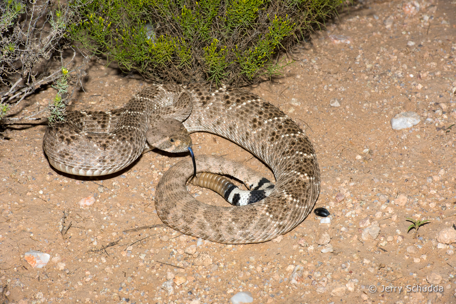 Western Diamondback Rattlesnake 15         