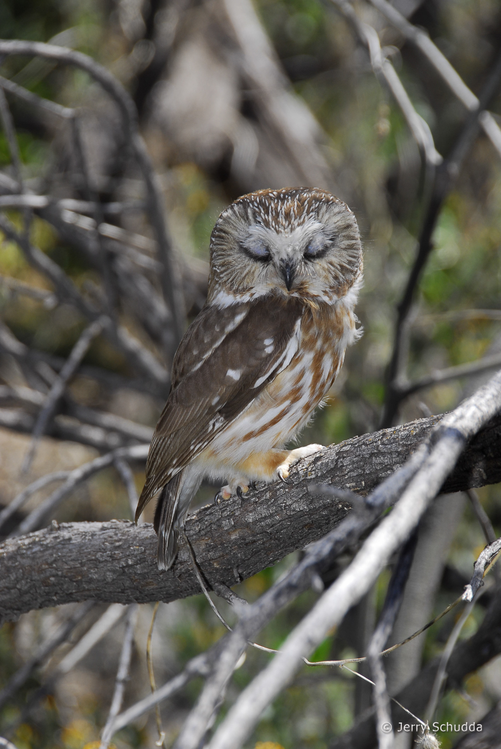 Northern Saw-whet Owl 1         