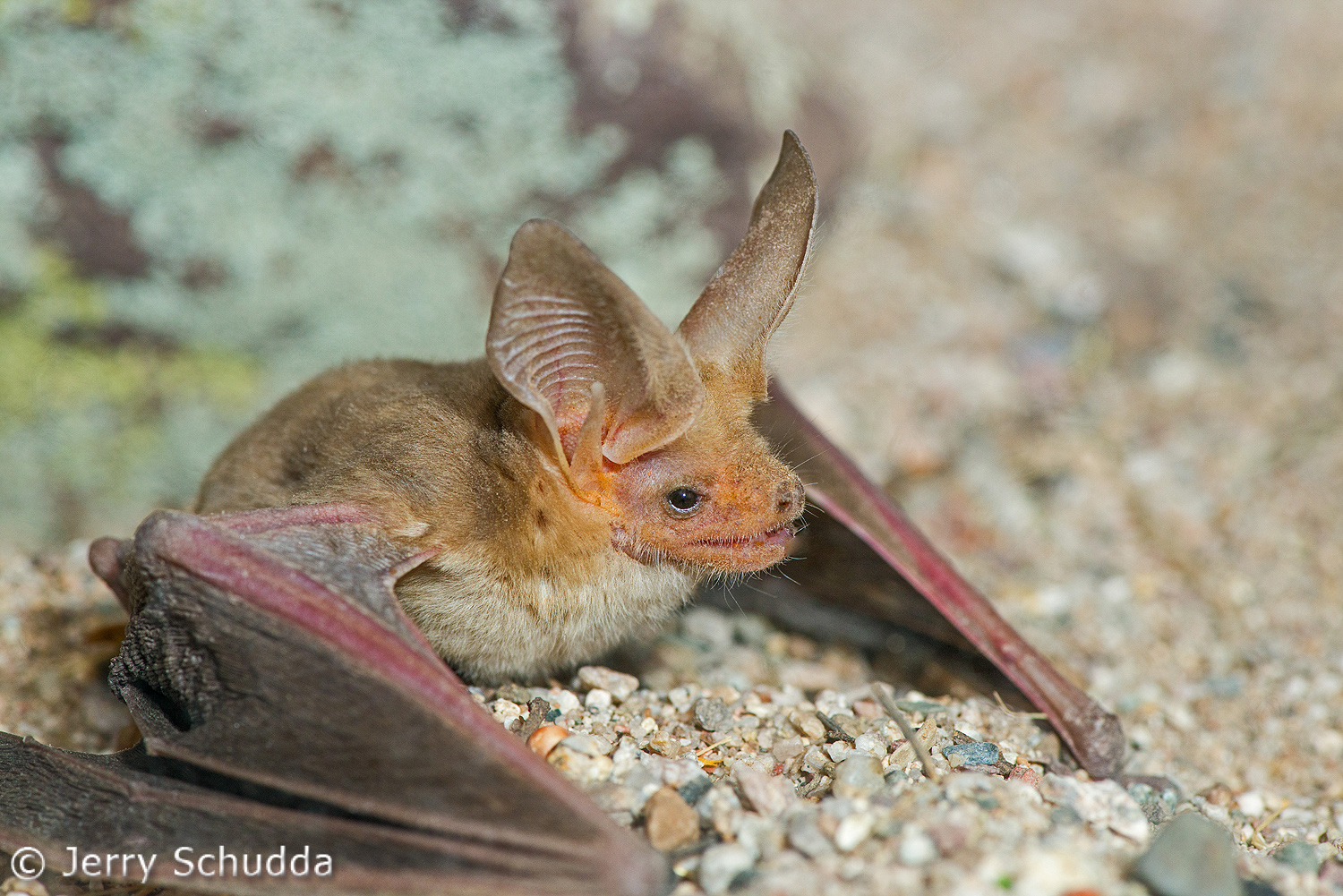 Pallid Bat           