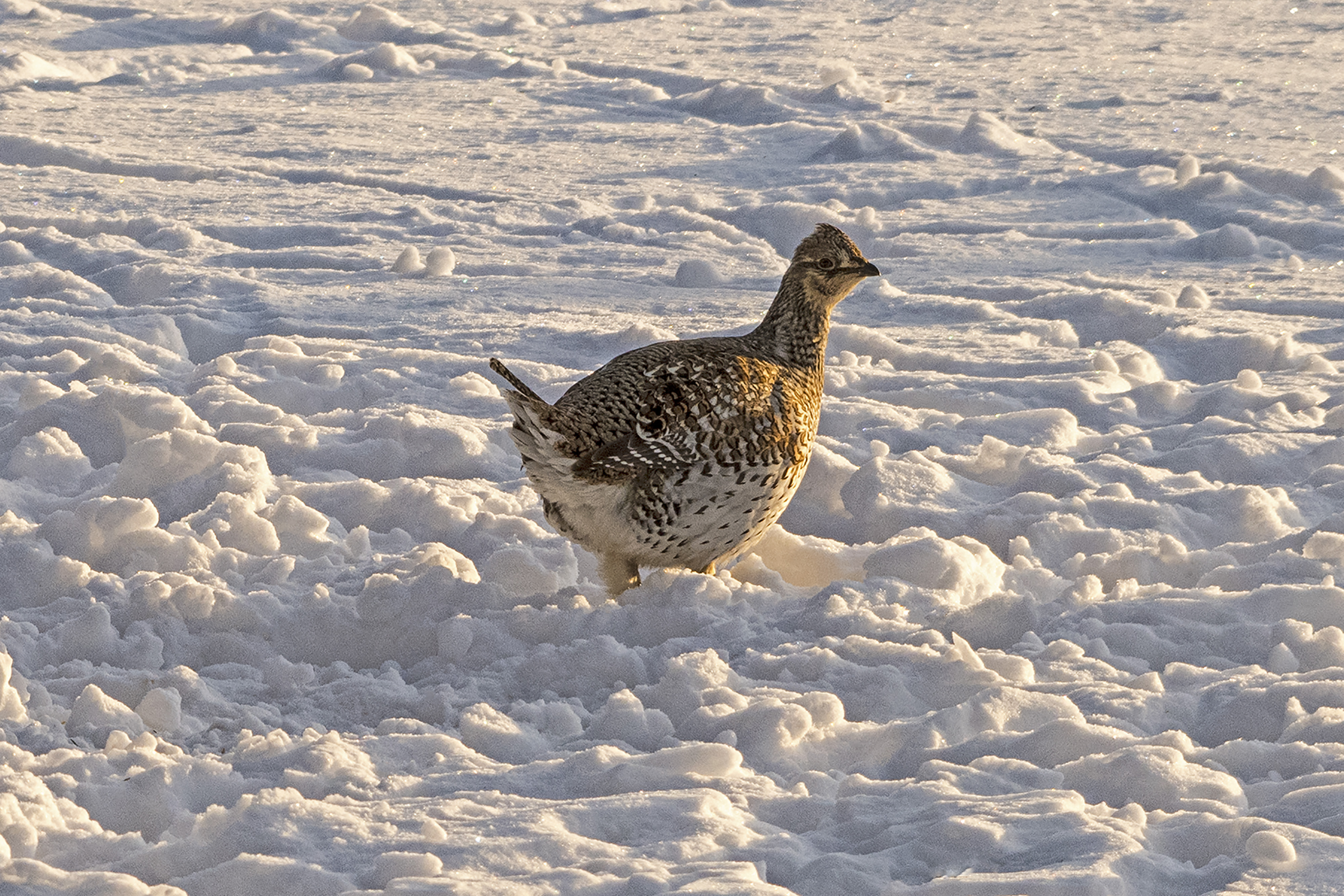 Sharp-tailed Grouse           