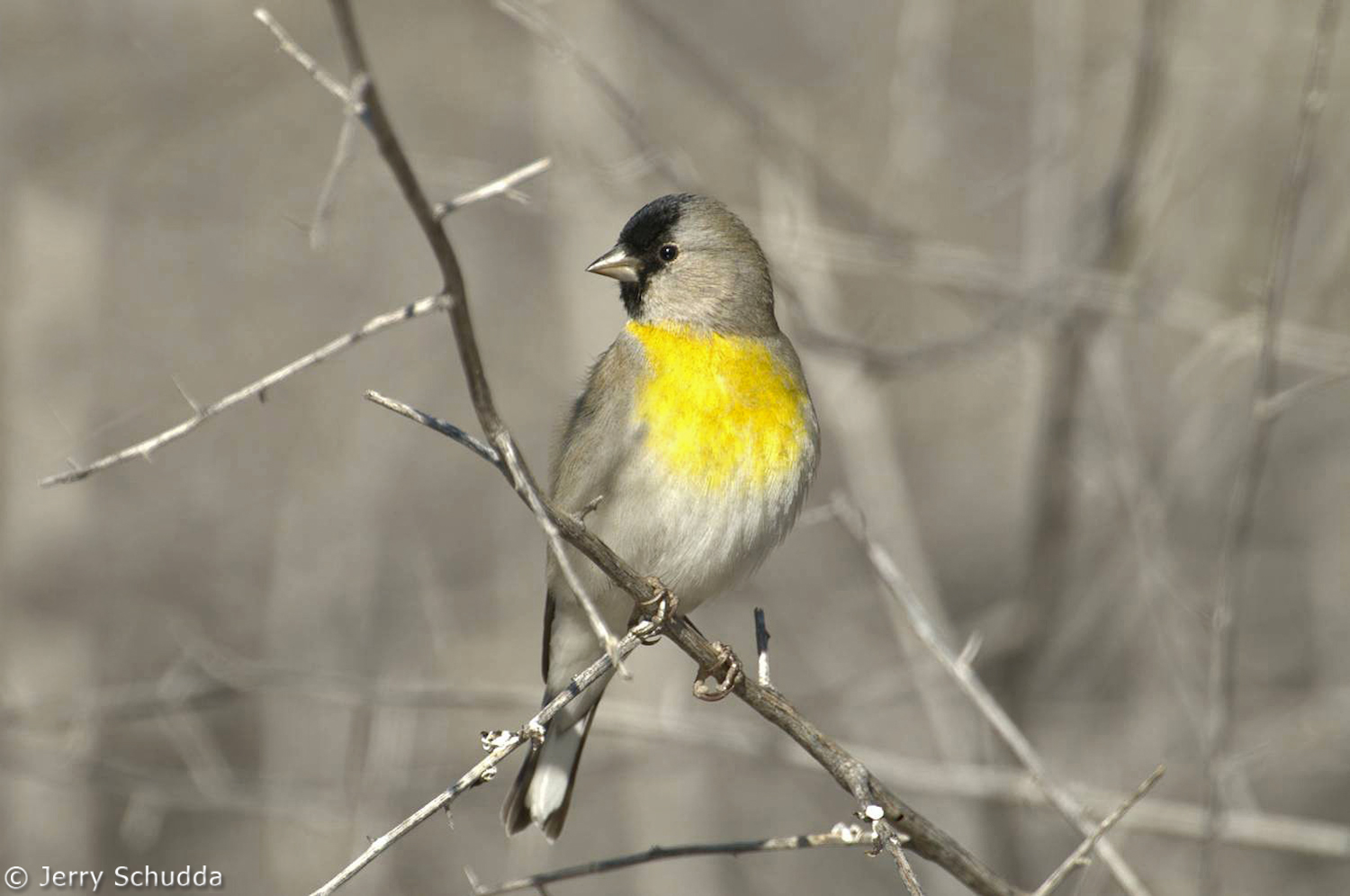 Lawrence's Goldfinch           