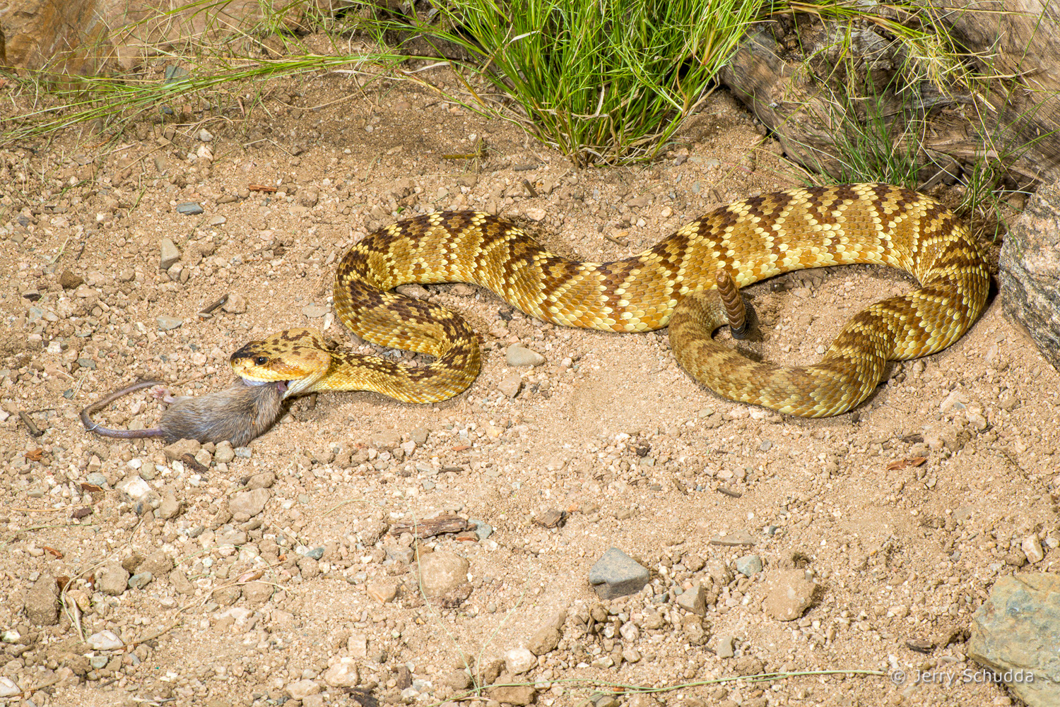 Black-tailed Rattlesnake 03          