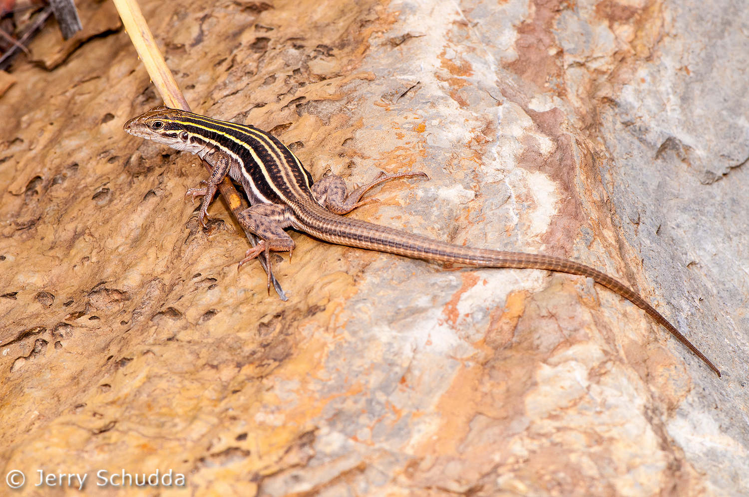 Sonoran Spotted Whiptail 2         