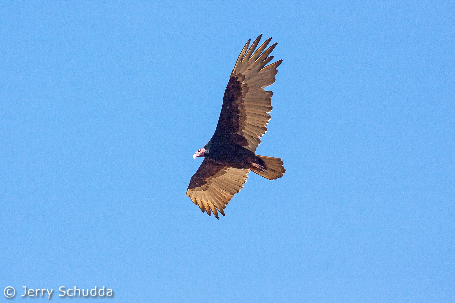 Turkey Vulture 3          