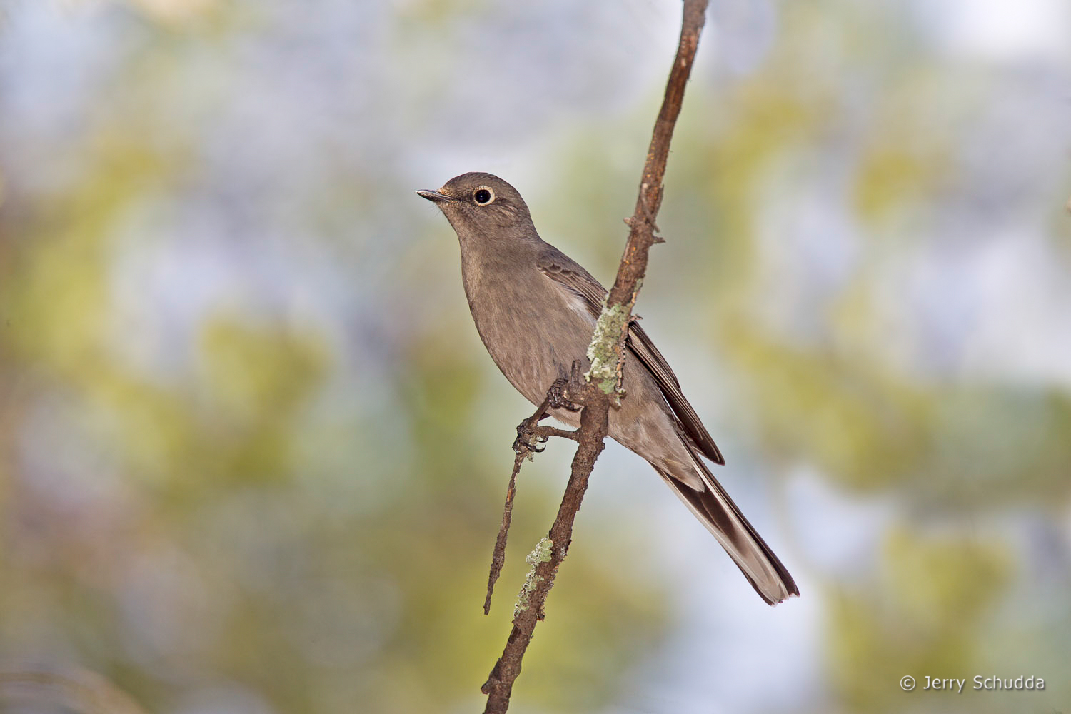 Townsend's Solitaire           