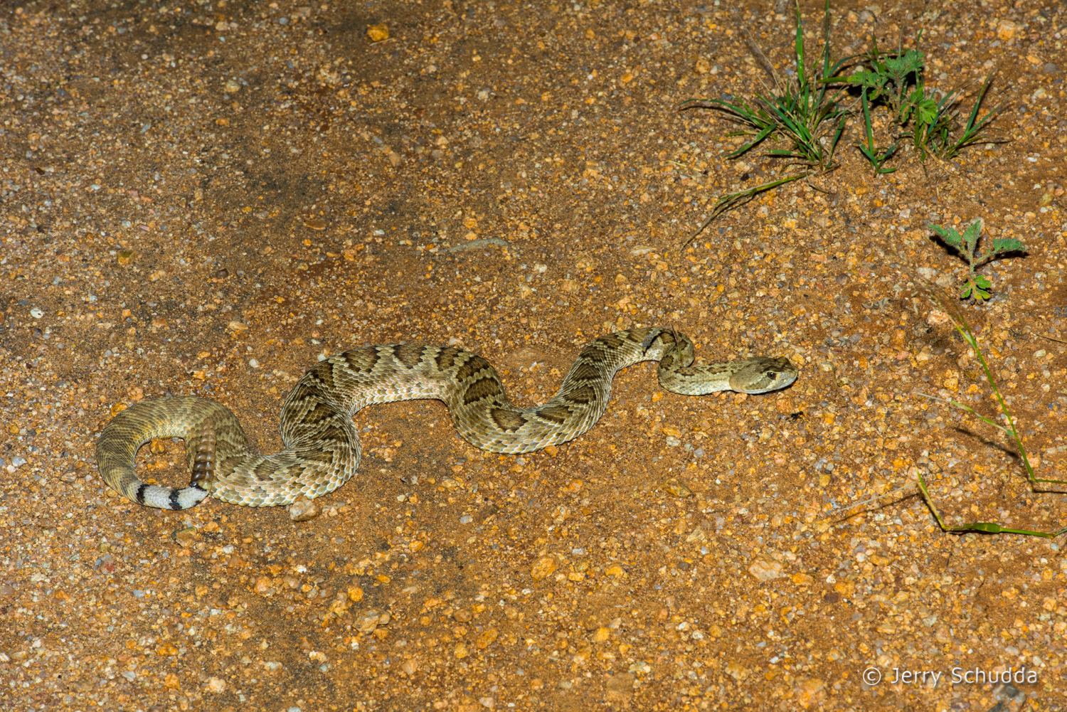 Mohave Rattlesnake 14          