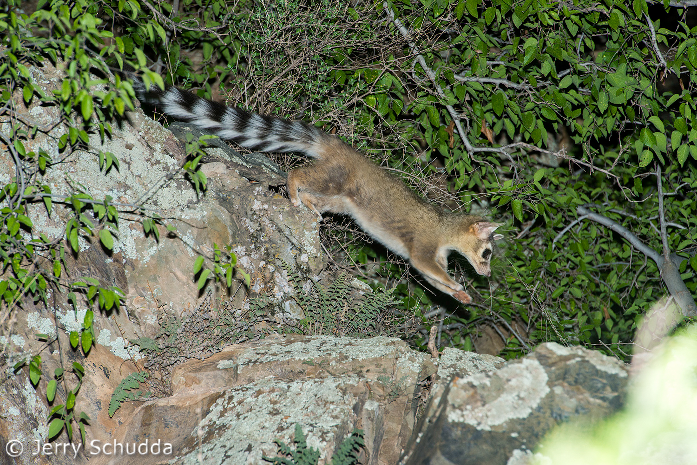 Ringtail subcategory           
