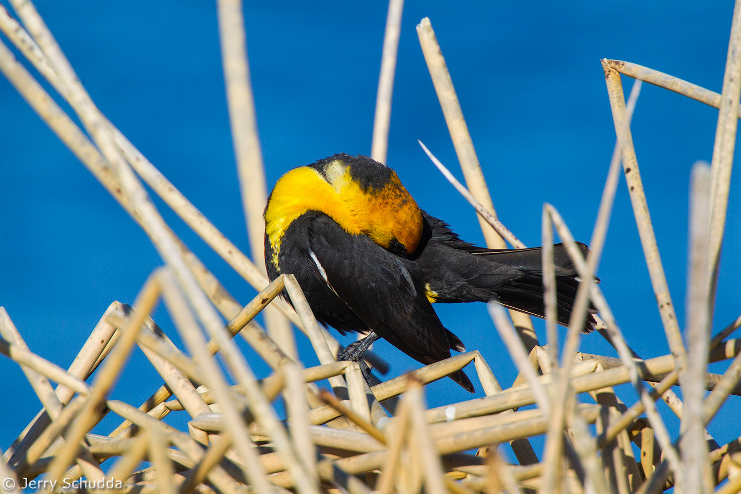 Yellow-headed Blackbird 2          